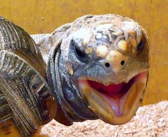 Найдена самая быстрая черепаха в мире: видео