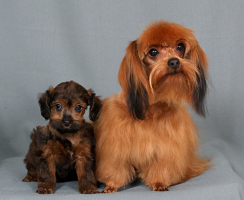 Новые породы собак: прихоть моды или научный эксперимент?