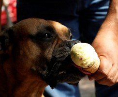 В Финляндии открыли киоск с мороженым для собак