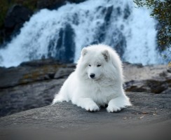 Топ-8 самых пушистых собак: гладить — не перегладить