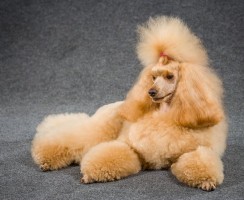 Кудряшки Сью: 11 кучерявых пород собак