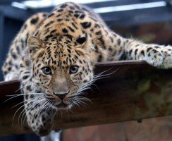 В заповеднике Приморья был замечен неизвестный учёным леопард