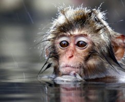 ТОП-10 самых чистоплотных животных в мире