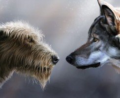 Тест: вы — волк или собака?