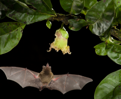 Кормление «с собственной тарелки»: новый тип питания у летучих мышей
