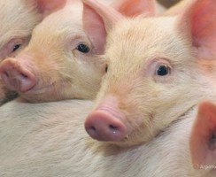 В Ульяновской области введён режим ЧС