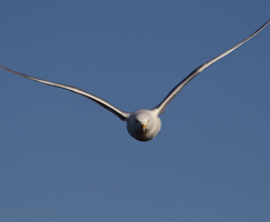 Пернатые атакуют: почему птицы стали чаще нападать на людей