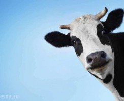 Праздношатающихся коров будут отправлять на штрафстоянку