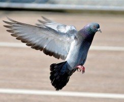 Питерские волонтёры освободили птицу мира