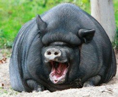 Свинья Варвара — звезда Васильевского острова