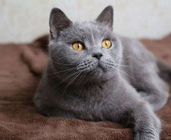 Откройте же коту дверь!