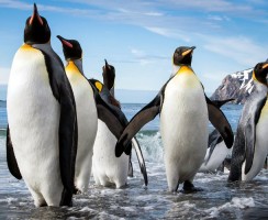 В Антарктиде вымирают пингвины, но их ещё можно спасти