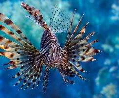 Опасность в море: ядовитые рыбы у берегов Турции