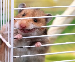 Почти мистическая история, случившаяся с рыжим хомяком