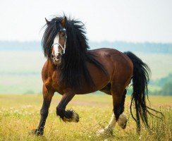 Чтобы не исчезли кони богатырские