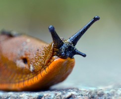 Нашествие на столицу: огромные слизни пугают москвичей