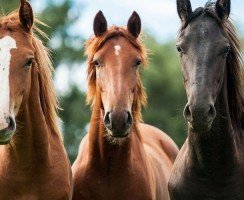 60 спасённых лошадей: на этом Екатерина не остановится