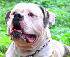 Названы самые опасные породы собак