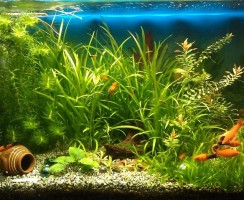 Как охладить воду в аквариуме