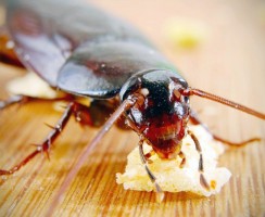 Нашествие на курорт: гигантские тараканы в Сочи