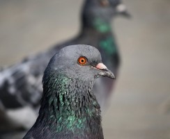 Путин и голубь: нашумевшее видео приветствия Президента птицей