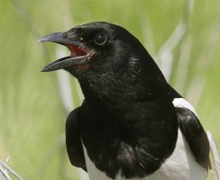 Сорока Гена смеётся: видео