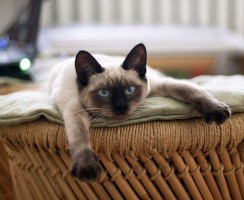 Кот не хочет, чтобы хозяйка уходила, и выключает будильник: видео