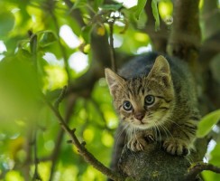Как солдат кота спасал: видео