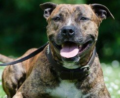 Брошенный людьми питбуль опекает 90-летнюю старушку