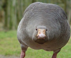 Злые гуси перепугали аллигатора