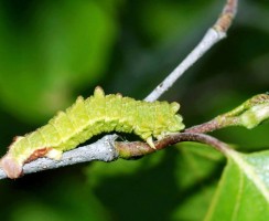 Гусеницы видят цвета кожей: результаты эксперимента