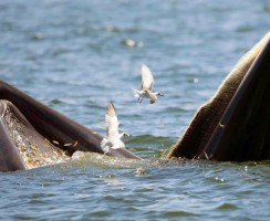 Выживший: мужчина побывал в пасти кита