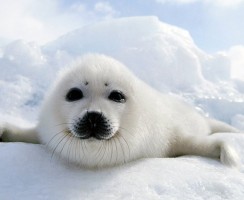 Обитатели Арктики: самые северные животные в мире