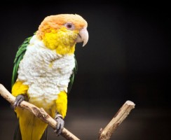 Военная выправка: попугай марширует по полу