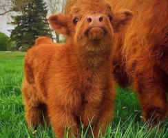 Любимые коровы королевы живут в Нижнем Новгороде