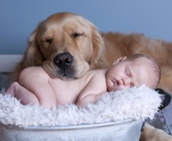 Младенцы и питомцы: друзья или враги