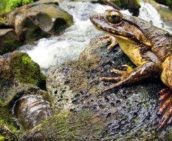 Лягушки-строители сооружают пруды для потомства