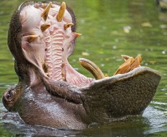 Большому животному — большую ягоду: как бегемот ест арбуз