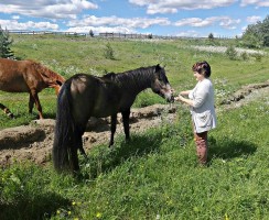 Кони с реки Мезень: учёные восстанавливают уникальную породу лошадей