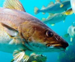 Из-за глобального потепления рыбы становятся токсичными