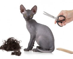 Девушка купила бритого котёнка вместо породистого сфинкса