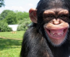 Шимпанзе подрабатывают банщиками: видео для хорошего настроения