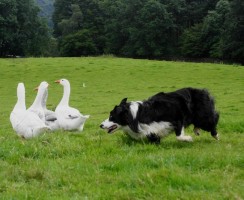 Пастушьи собаки показали мастер-класс: видео