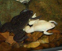 Водные шпорцевые лягушки в природе и в домашнем аквариуме