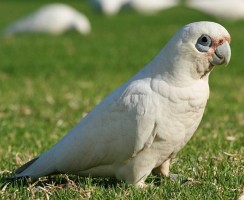 Пока хозяйка смотрела телевизор, попугай разгромил кухню: видео