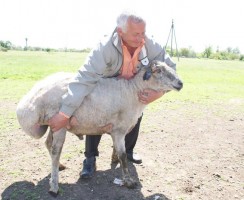 Курдючная отара поедет из Калмыкии в Тыву