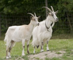 Вилли и Лилли: финские дрессированные козы