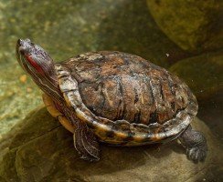 Красноухая пресноводная черепаха в природе и в домашних условиях