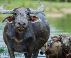 Буйволы прижились на украинских равнинах