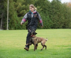 Спорт с собакой: чем заняться с питомцем в свободное время